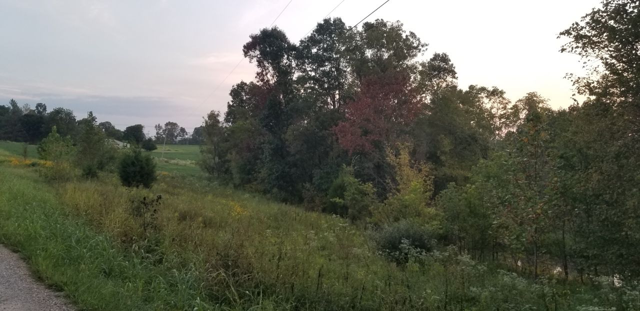Trees and dense vegetation along a rural field beneath an evening sky